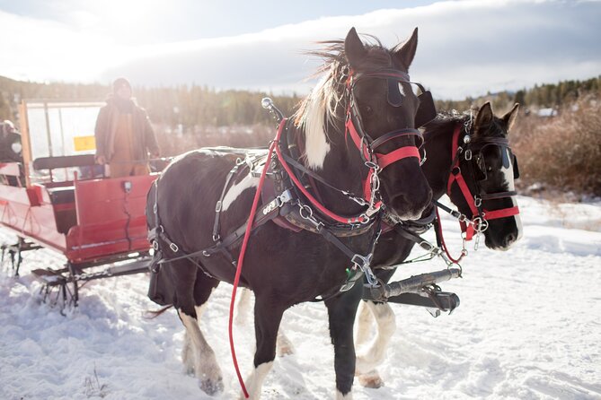 Christmas Horse-Drawn Sleigh/Carriage Ride from Salzburg - Key points to know before booking