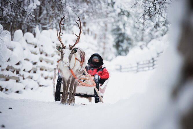Husky and Reindeer Experience - What the four-hour plan actually gives you