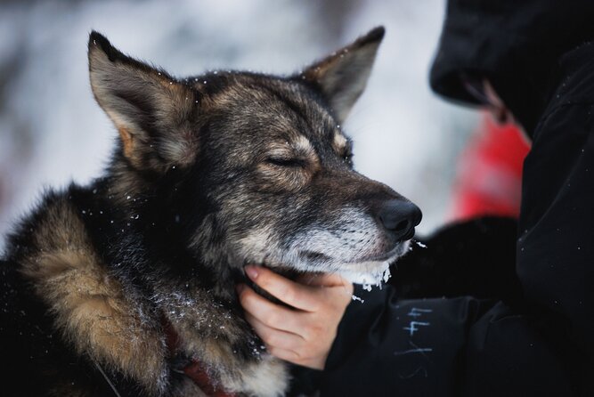Husky and Reindeer Experience - Why waiting time matters in Arctic weather