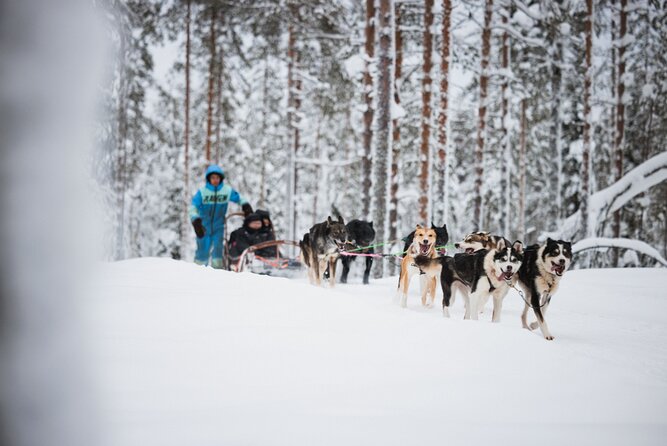 Husky and Reindeer Experience - The price: fair for convenience, weak for long rides