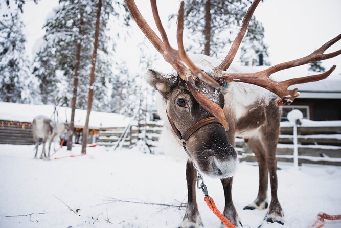 Husky and Reindeer Experience - The husky farm: more energy and better animal contact