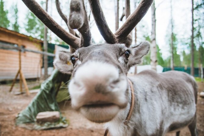 Meet Santa Claus & Santa's Reindeer Ride & Greet Huskies - Mailing postcards from Santa’s official post office