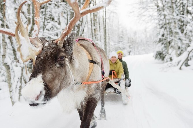 Meet Santa Claus & Santa's Reindeer Ride & Greet Huskies - The 400-meter reindeer ride