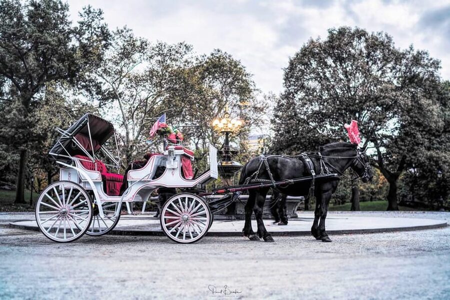 NYC: Central Park Christmas Lights Horse-Drawn Carriage Ride - Who will enjoy this carriage ride most?
