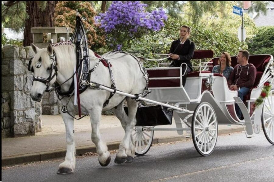 NYC: Private Christmas Lights Horse Carriage Ride - Price, cancellation, and practical value