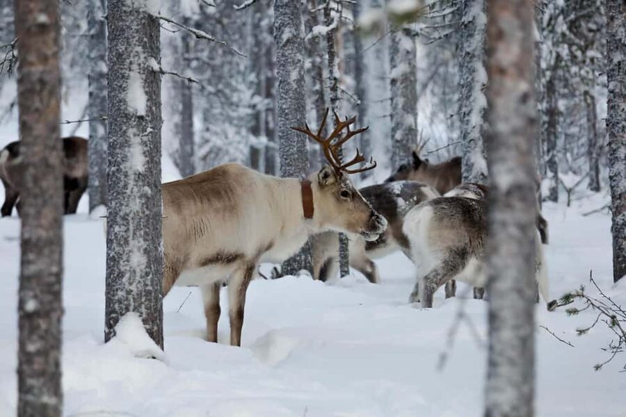 Oulu: Reindeers & Christmas Trees - Key points to know before booking
