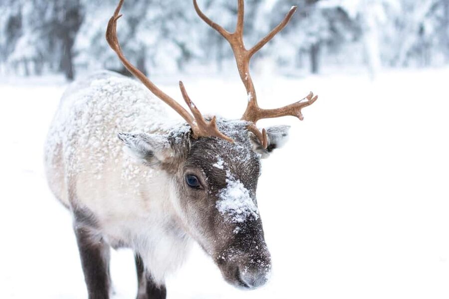 Oulu: Reindeers & Christmas Trees - Meeting the reindeer at your own pace