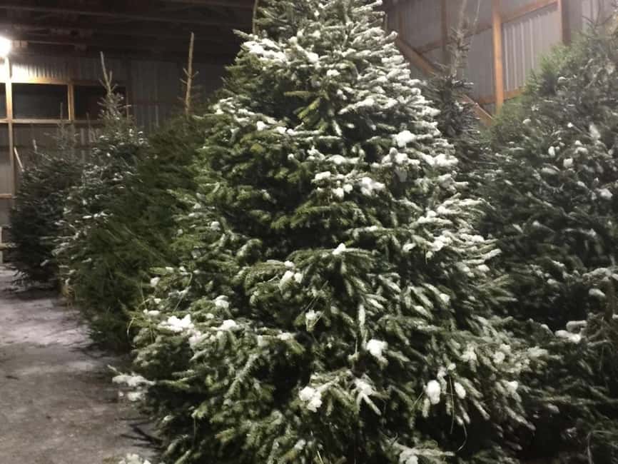 Oulu: Reindeers & Christmas Trees - What the $199 price really covers