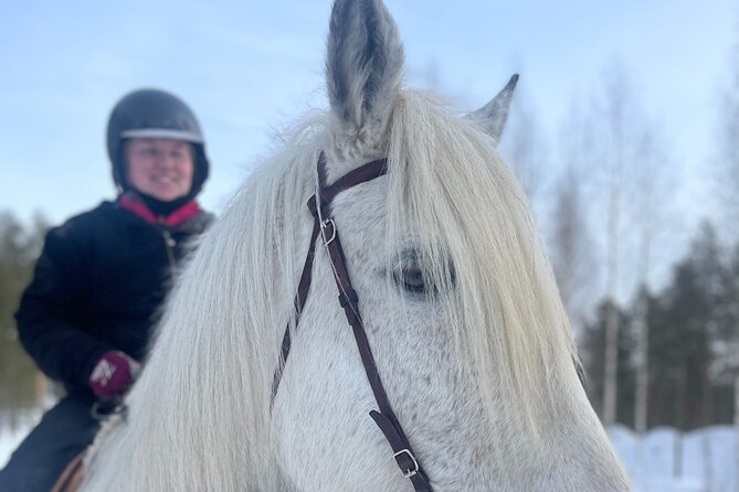 Riding Tour with Finnhorses at Santa Claus Village - A Finnish horse ride beside Santa Claus Village