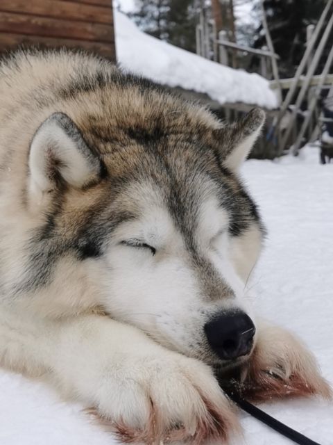 Rovaniemi: Meet Santa Claus, Reindeer Sleigh Ride & Huskies - The 400-meter reindeer sleigh ride