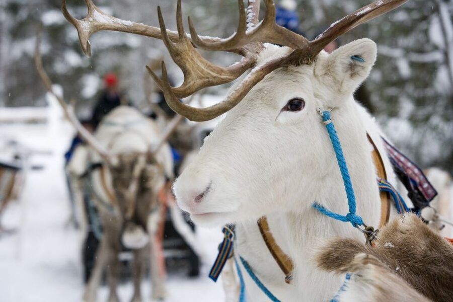 Rovaniemi: Meet Santa Claus, Reindeer Sleigh Ride & Huskies - The 500-meter husky sleigh ride