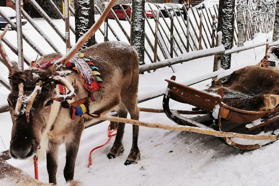 Rovaniemi: Meet Santa Claus, Reindeer Sleigh Ride & Huskies - What the guides add to the experience
