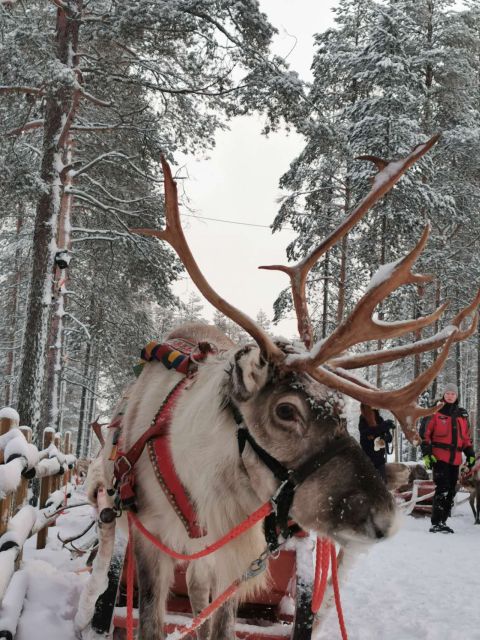Rovaniemi: Meet Santa Claus, Reindeer Sleigh Ride & Huskies - Is $258 a fair price?