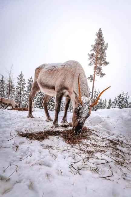 Rovaniemi: Private Santa Claus Village Tour & Sleigh Ride - Key points to know before you book