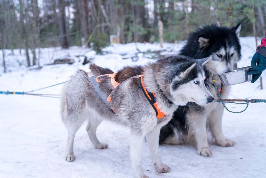 Rovaniemi: Private Santa Claus Village Tour & Sleigh Ride - A quiet ride with reindeer through snowy woods