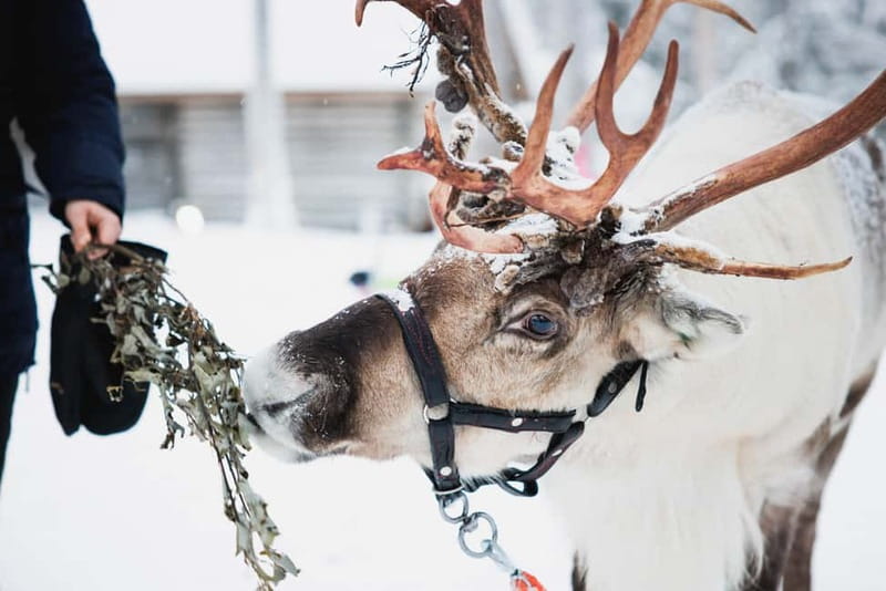 Rovaniemi: Reindeer, Huskies & Santa Claus Village - Quick Take: What You Get for $221