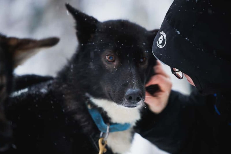 Rovaniemi: Reindeer, Huskies & Santa Claus Village - Salmon Soup Is More Than a Lunch Break