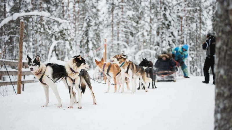 Rovaniemi: Reindeer, Huskies & Santa Claus Village - Timing, Transfers, and the Morning Wait