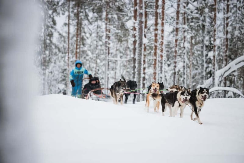 Rovaniemi: Reindeer, Huskies & Santa Claus Village - Who Will Enjoy This Tour Most?