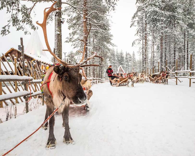 Rovaniemi: Reindeer & Husky Ride with Santa Claus Village - Santa Claus Village and the Arctic Circle