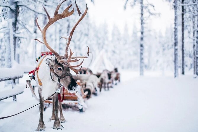 Rovaniemi Santa Claus Village Husky Reindeer Farm Arctic Museum - Santa Claus Village is magical, busy, and highly commercial