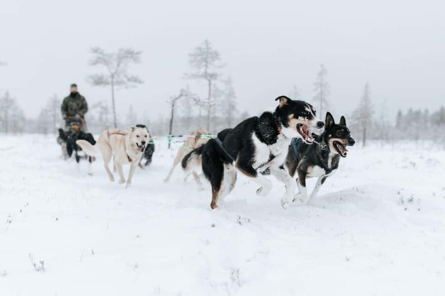 Rovaniemi: Santa Claus Village, Husky & Reindeer Tour - Is $281 a fair price for six hours?