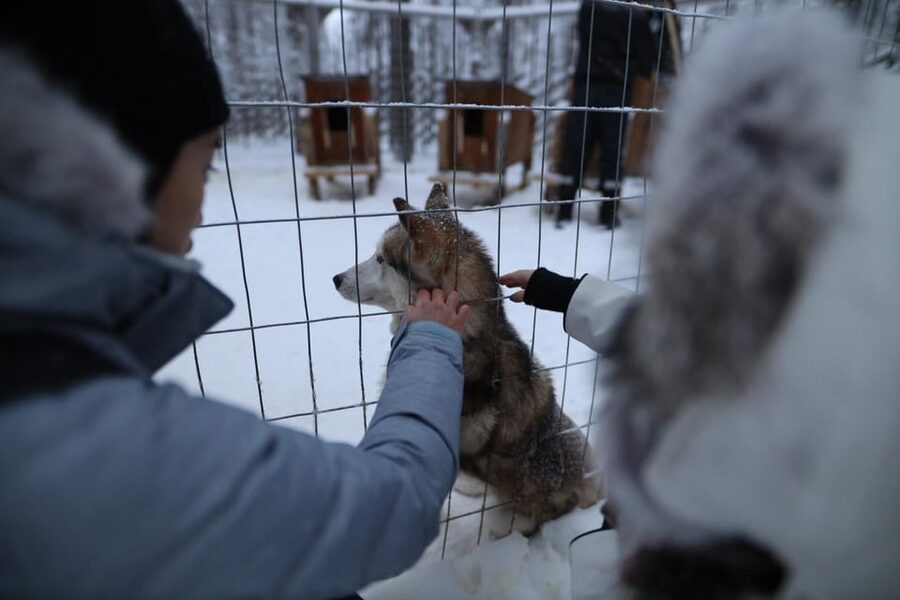 Rovaniemi: Santa Claus Village Tour Huskies & Reindeer ride - Why This Half-Day Trip Works