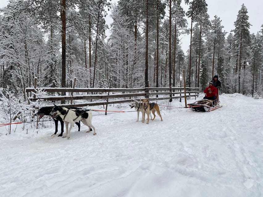 Rovaniemi: Santa Claus Village Tour Huskies & Reindeer ride - Reindeer, Feeding, And Lapland Tradition