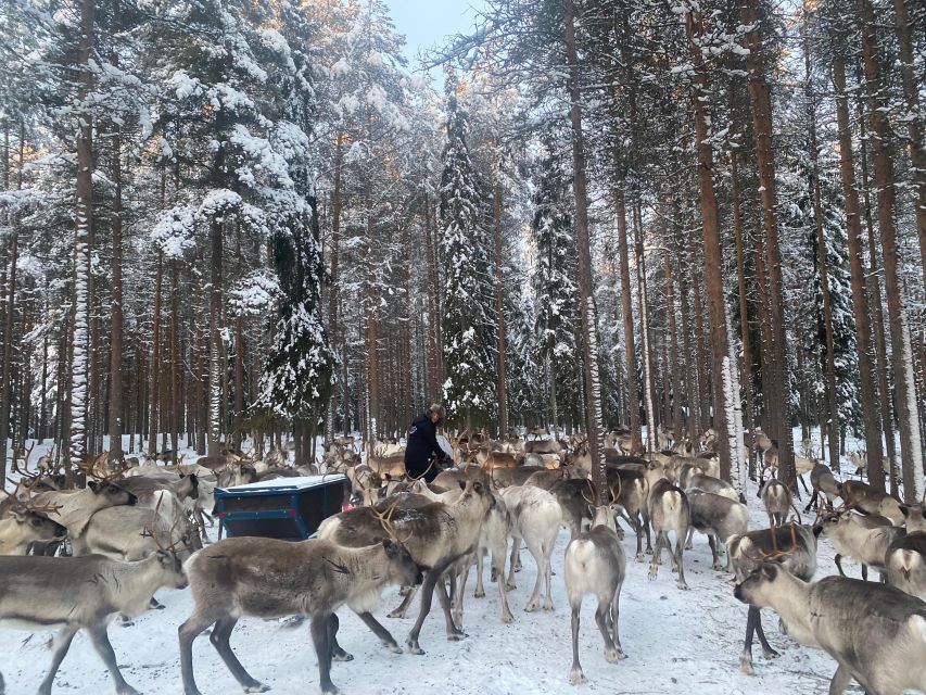 Rovaniemi: Santa Claus Village Tour Huskies & Reindeer Visit - Practical details that affect the day