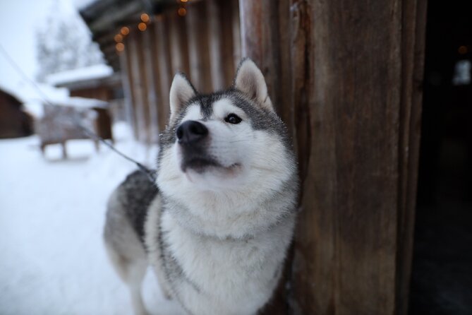 Santa Claus Village, Husky and Reindeers Combo Safari - Why the guide matters so much
