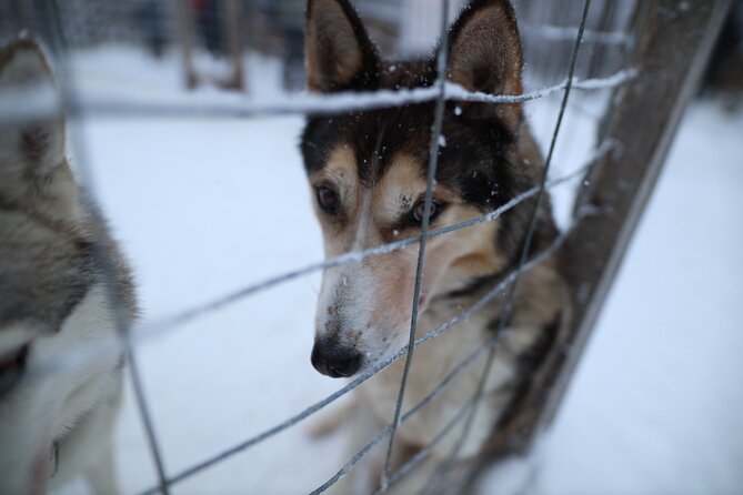 Santa Claus Village, Husky and Reindeers Combo Safari - Is $252.32 per person fair?