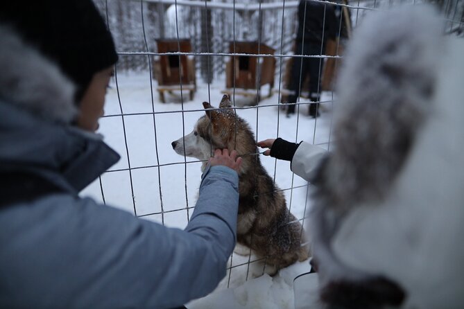 Santa Claus Village, Husky and Reindeers Combo Safari - The 400-meter reindeer sleigh ride