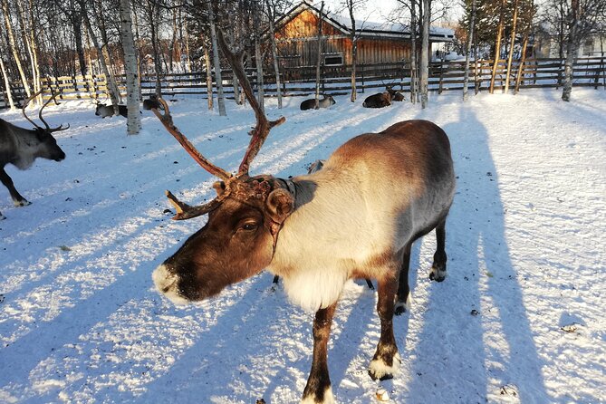 Stockholm Christmas Tour and Food Tasting Experience - Finishing in Kungsträdgården with glögg