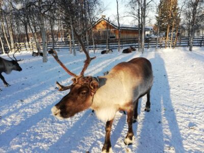 Stockholm: Christmas Traditions & Food Small Group Tour