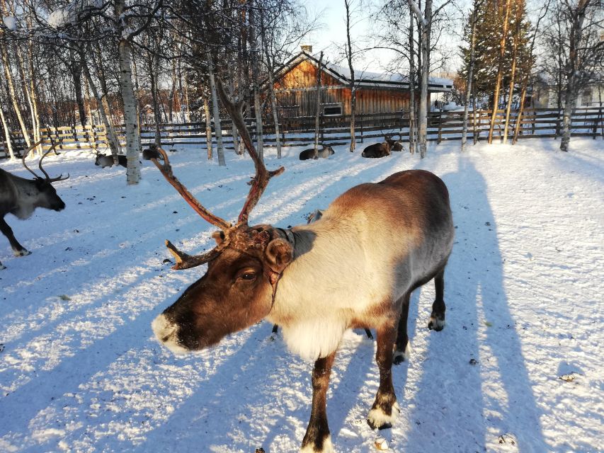Stockholm: Christmas Traditions & Food Small Group Tour - Gamla Stan: the story-rich first 45 minutes